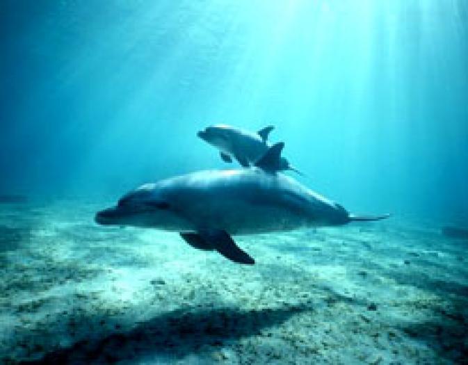 OPJLBTEURJHKALWONLB - cateva  imagini  cu  delfini