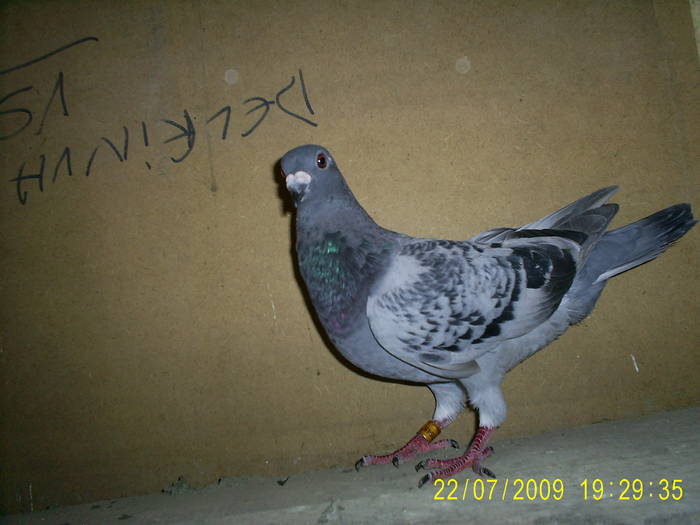 45 - Porumbei pt etapele de tineret 2009