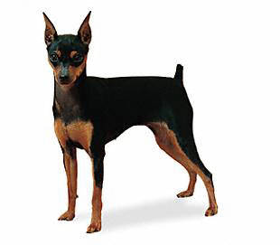 miniature_pinscher