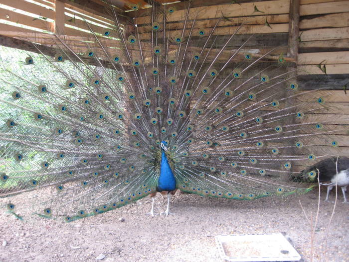 IMG_6198 - pauni si fazani