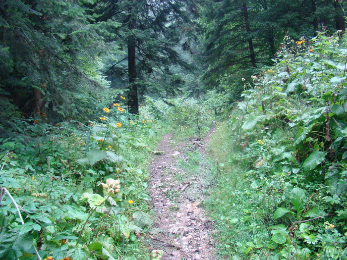 DSC04042 - Piatra Craiului August 2009 Valea Crapaturii