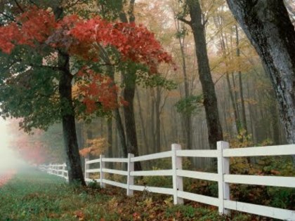 Sceenry+Autumn+Wallpapers+Autumn+Desktop+Pictures - alege cea mai frumy poza