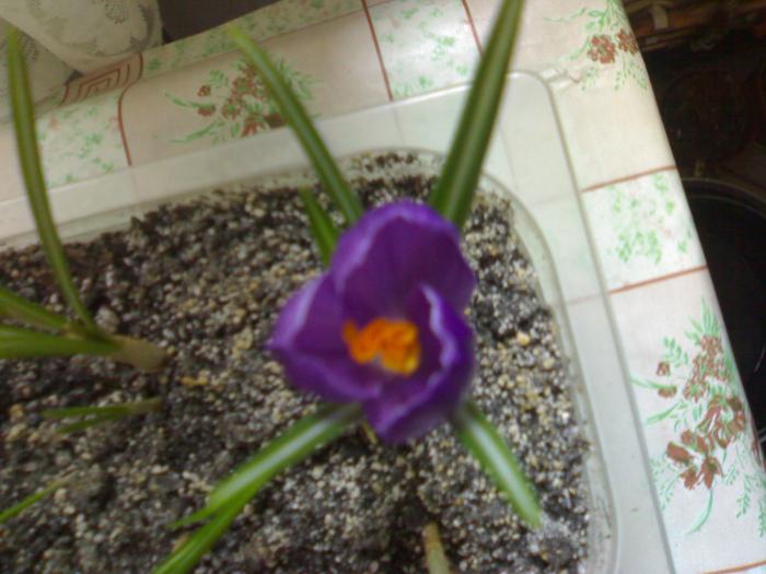 Crocus