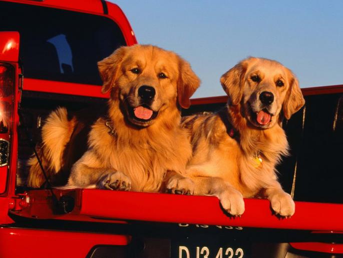 Golden Dogs_ Dogs Wallpaper