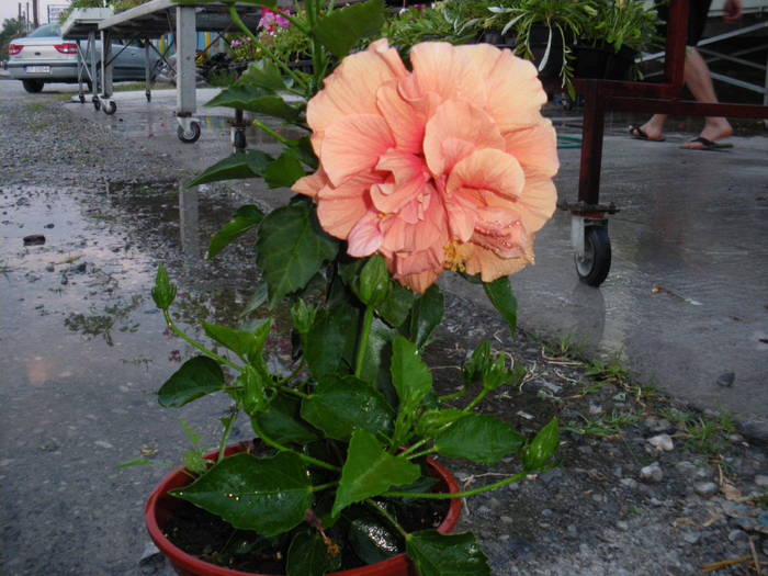 hibiscus portocaliu - hibiscusi