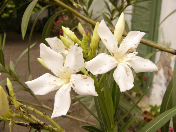 nerium oleander