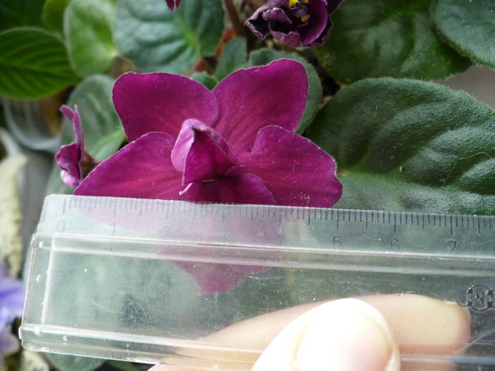 floare de 5 cm