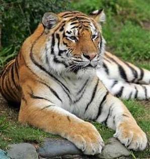 Tigri 1; Frumos
