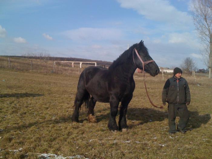 Percheron - Cai de rasa Percheron