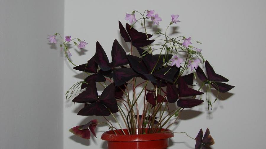 oxalis - flori 2007