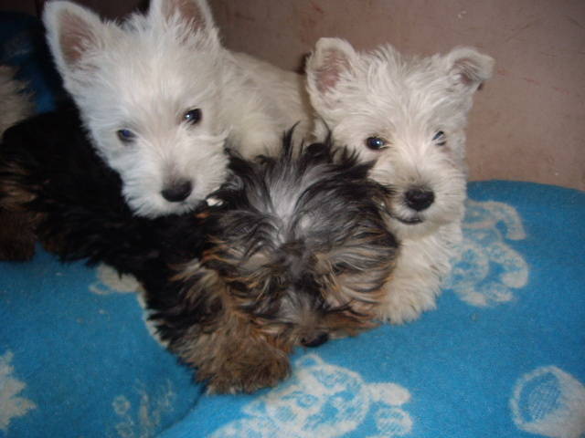 Westie si Yorky; @ masculi Westie 8 sapt si Riko Yorky 3 luni
