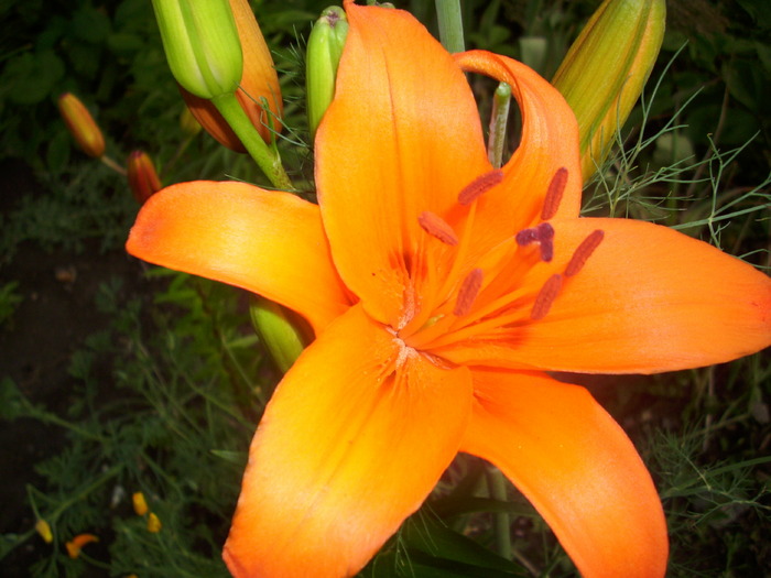 DSCI0744 - flori din gradina mea