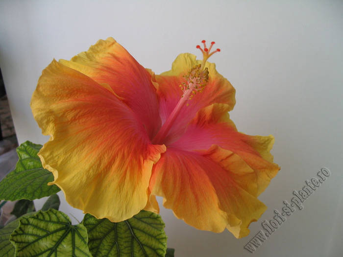 Hibiscus Summer Sun 3 - Hibiscus