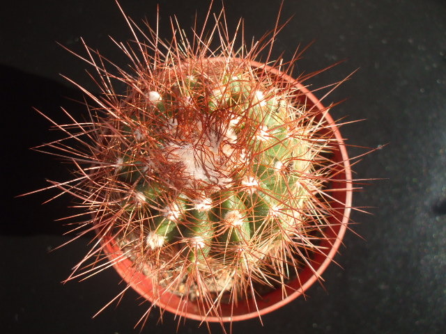 DSCF0419 - cactusii mei