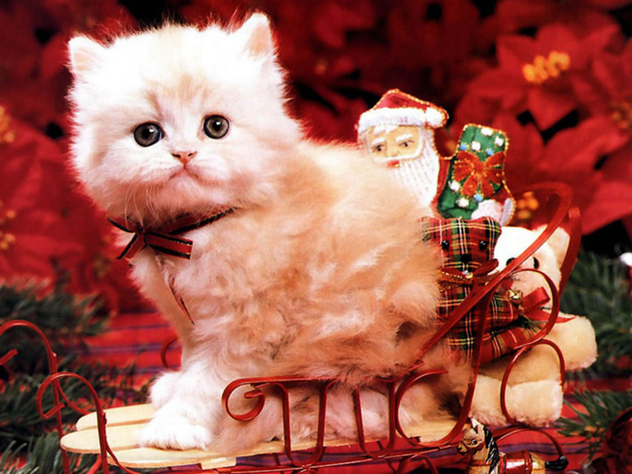 Christmas Wallpapers (288)