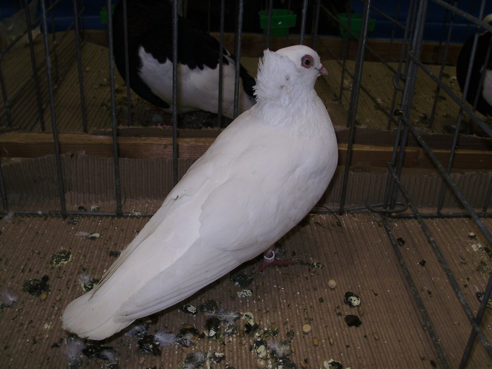 11292 kosice roller 1