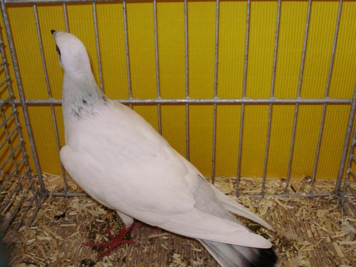 14450a polnische langschnablige tbl ice 1 14450a polnische langschnablige tbl ice 1