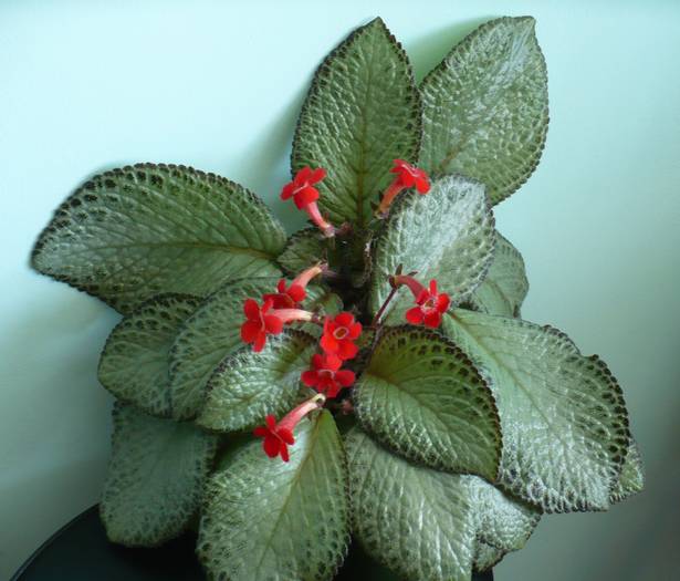 P1130793 - Episcia 2009 - 2010 - 2012 - 2014