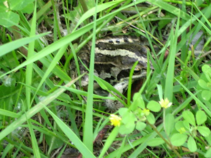 IMG_3465 - salcim I si II 2009