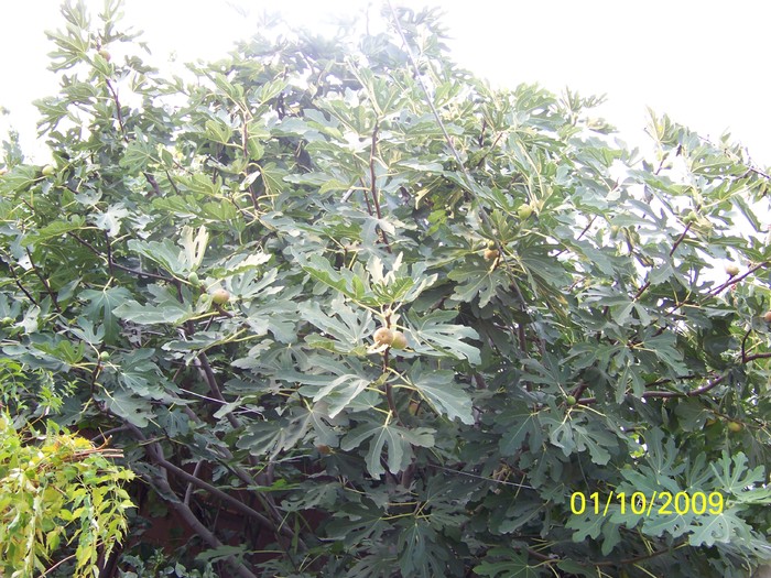 100_2359 - Toamna in curte  Timisoara