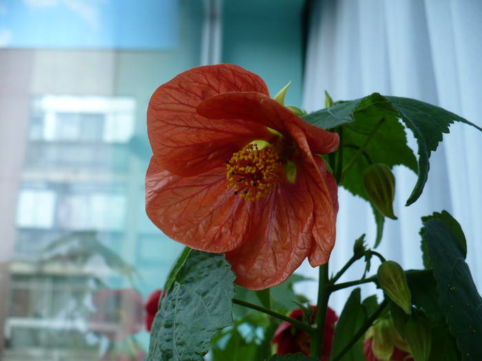 P1140685 - ABUTILONI