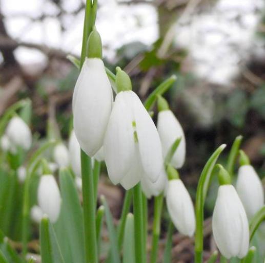 ghiocei_sm - animale si flori