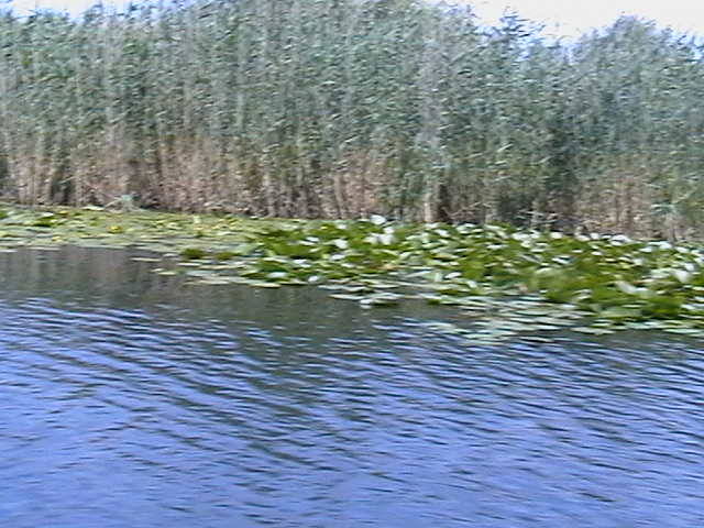 IMGA0863 - In Delta Dunarii- Mila 23-iunie 2009