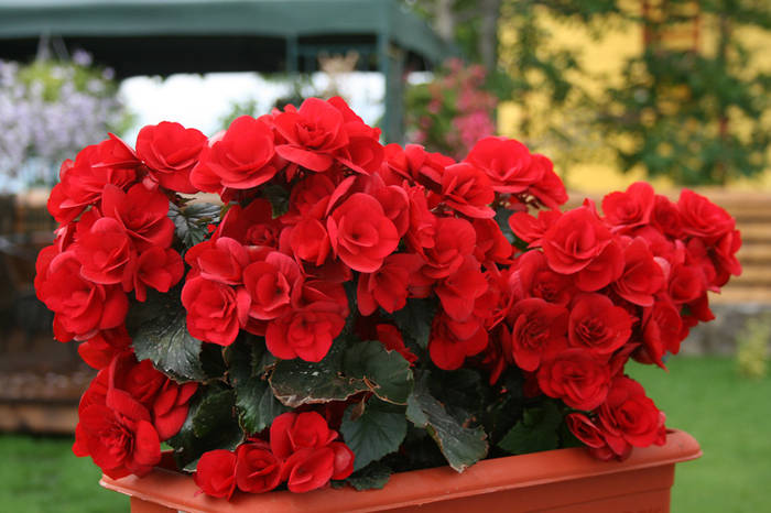 Begonia elatior