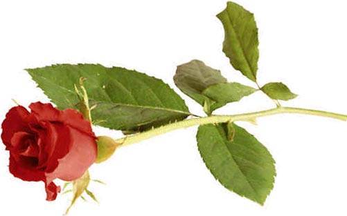 red_rose2[1] - trandafiri