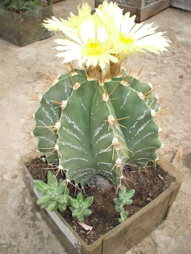 astrophitum ornatum - colectia mea de cactusi