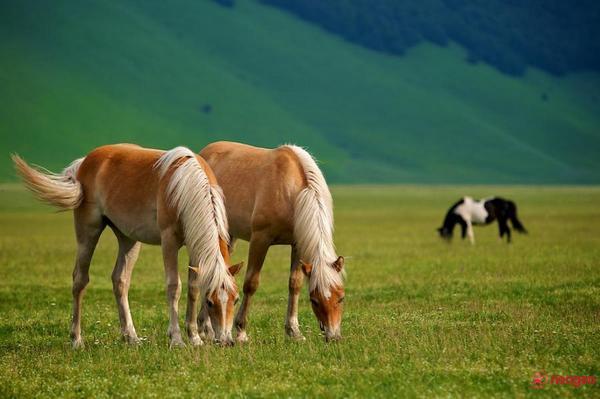 37372b75_0020000821740_00_600