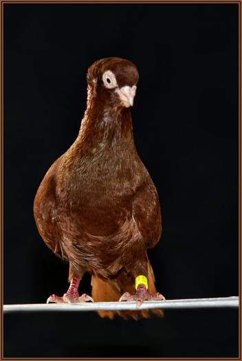 Picture 102 - jucatori de constanta