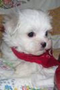 bichon