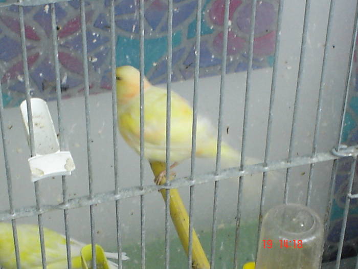 DSC04002 - canari poze 2009