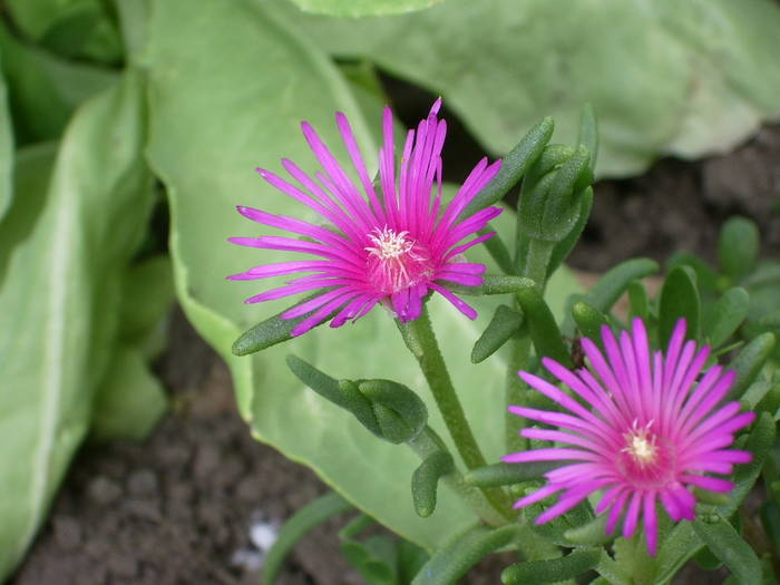 Delosperma cooperi