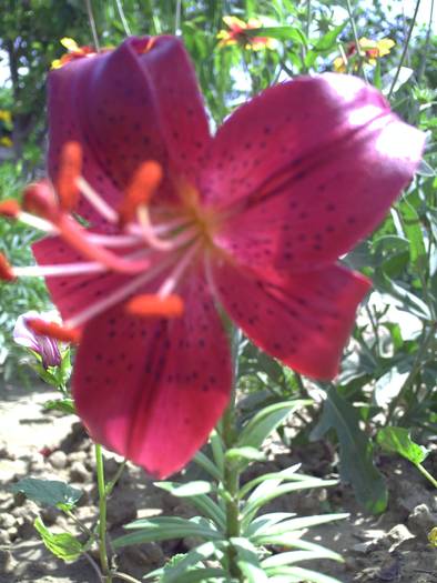 crin RED NIGHT