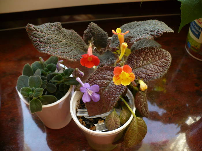 E.Chocolate Cream, E.Fire Lizard, Streptocarpella