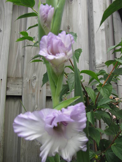 Gladiola Madonna 1 aug 2009