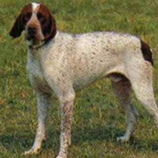 brac-francez-tip-gascon-001