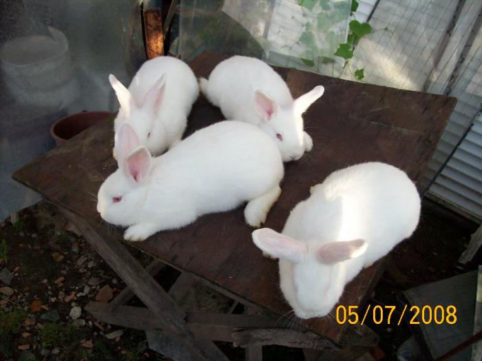 Picture 048 - poze iepuri