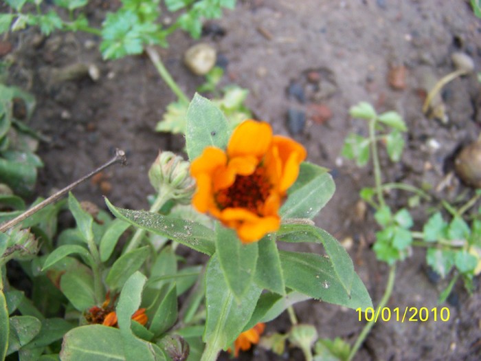 100_9000 - Cer Flori Pasari