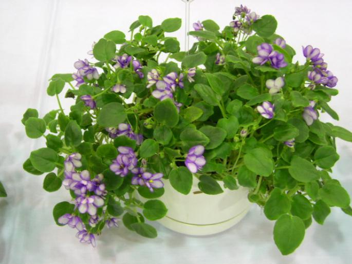 Robs_Humpty_Doo_2005avsa - violete de pe net 1