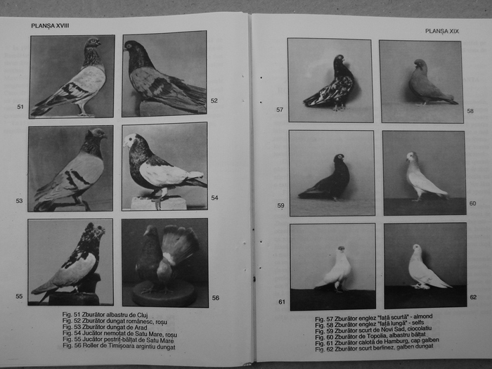 farmecul columbofiliei- bonatiu 056 - Carti despre Porumbei - - Books about Pigeons