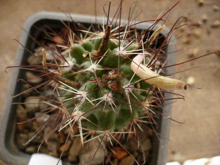 Nelloydia odorata boboci - Cactusi 2009