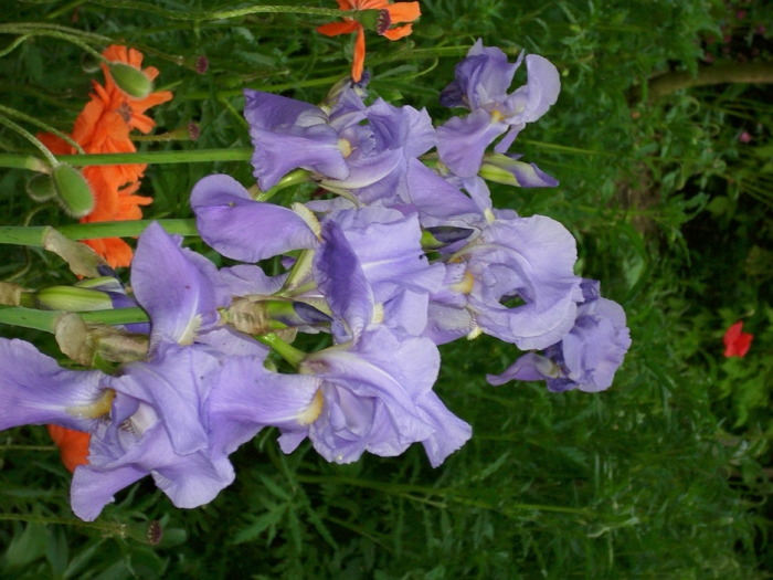 DSCI0859 - flori din gradina mea
