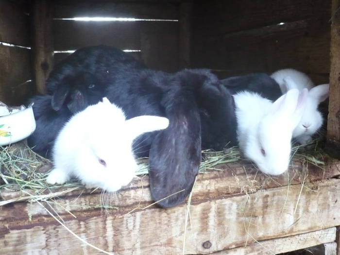 poze iepuri 2504 527 - femele cu pui din 1-10 iunie actuali