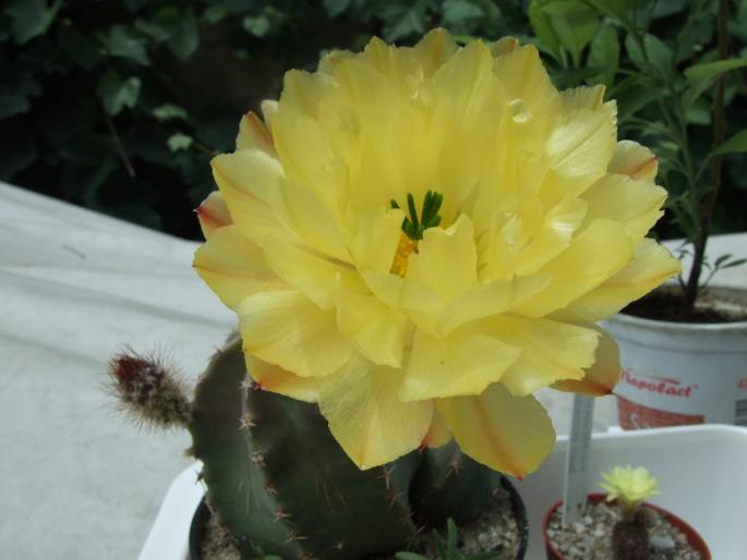 Echinocereus subinermis - CACTUSI - ANUL 2008