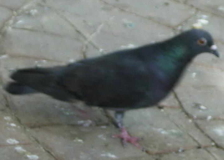 Picture 236 - 18c Bucuresti