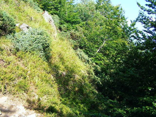 DSCF4500