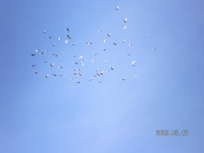 52 - porumbei Mihai si Gigi